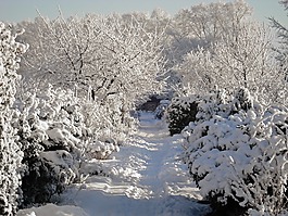 冬天,雪,花園