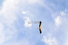鸛,天空,動(dòng)物