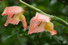 日本,自然,植物