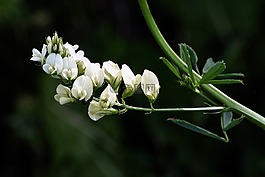 野生花卉,森林,自然