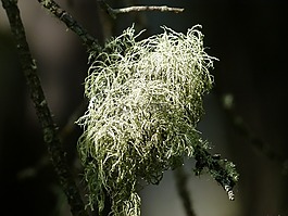 苔,枝杈,光明