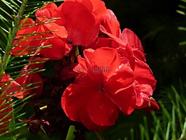 花,天竺葵,花園