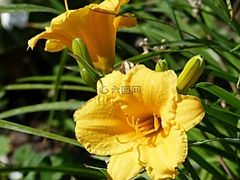 百合,花,花園