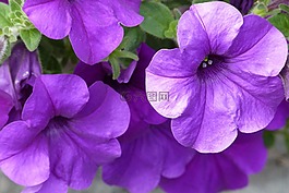 丁香,花,紫色