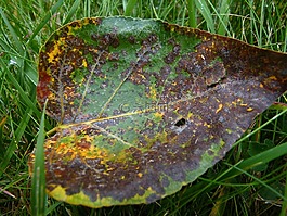 葉,秋天,秋