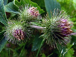 薊,雜草,花
