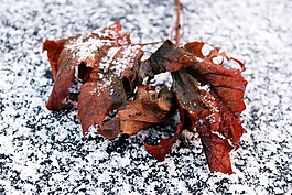 雪,叶子,树叶的叶