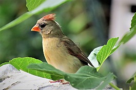 鳥,多彩,野生動(dòng)物