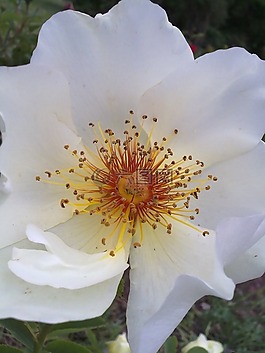 花,白,黃色