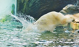 跳,水,熊