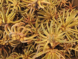 津德爾果,黃色,干
