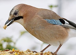 鳥,性質(zhì),動物