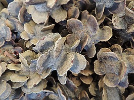 紋理,干,種子