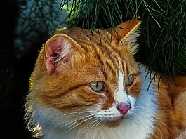 貓,迷路,動物
