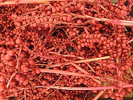 紅色,漿果,水果