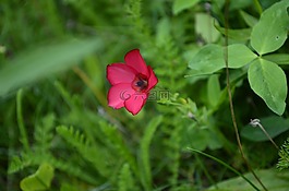 花的,自然,光明