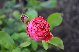 花的,自然,玫瑰