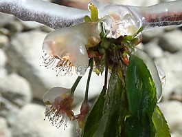 開花,冰,gefrohren