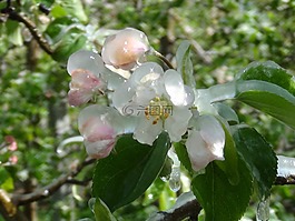 開花,冰,gefrohren