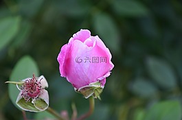 花的,自然,玫瑰