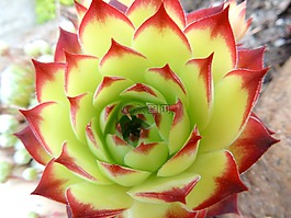 龍舌蘭,開花,廠