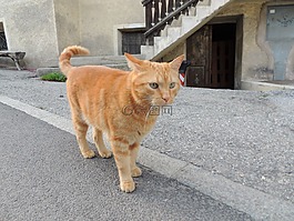 貓,動物,宿醉