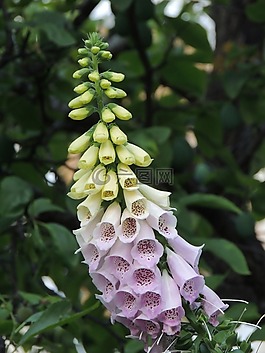 頂針,性質(zhì),開花