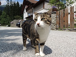 貓,貓臉,katzenkopf