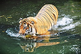 獸,動(dòng)物,哺乳動(dòng)物