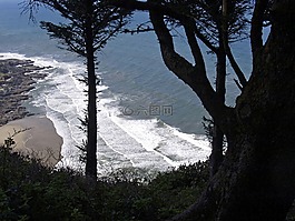 海岸,海岸線,樹