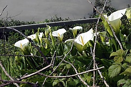 馬蹄蓮,花,花園