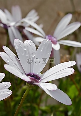 花,雛菊,鮮花