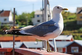 挪威,海鷗,喙
