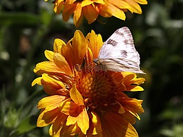 蝴蝶,黃色,花
