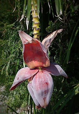 香蕉,灌木,廠