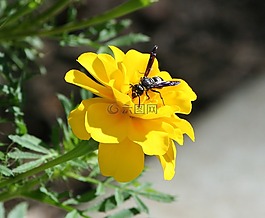 蜜蜂,黃蜂,大黃蜂