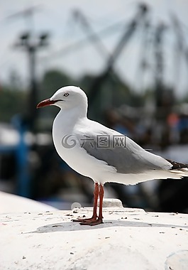 鳥,海鷗,ave