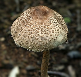 綠色 spored lepiota,蘑菇,毒藥
