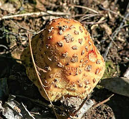 蘑菇,真菌,毒菌