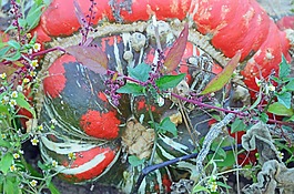 南瓜,吃,花園
