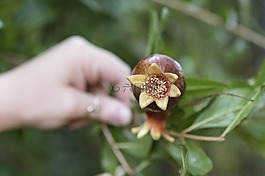 石榴,植物,葉