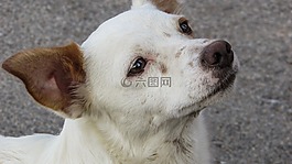 狗,可愛,盯著
