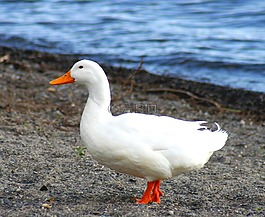 鵝,鳥,白