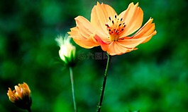 花卉,性質(zhì),花園