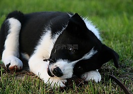 動物,狗,寵物