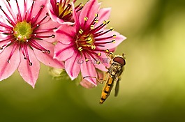 hoverfly,模仿秀,黃色