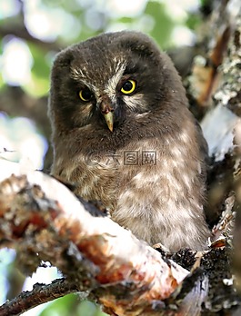 動物,鳥,tengmalms
