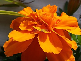 宏,鮮花,橙色