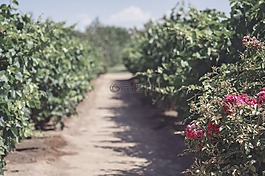 花園,葡萄酒,葡萄