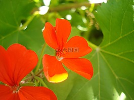 花,宏,紅色的
